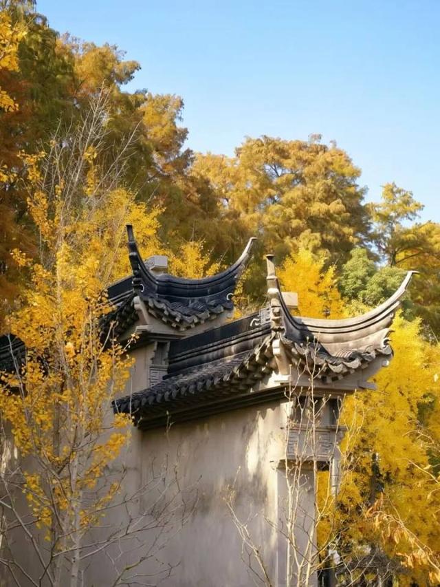 比青山湖人少，比湘湖低调，杭州东北藏着一条“银杏+水杉”组合路线！