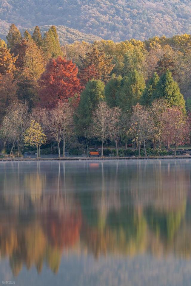 石象路银杏黄了！秋日南京必走的几条经典路线