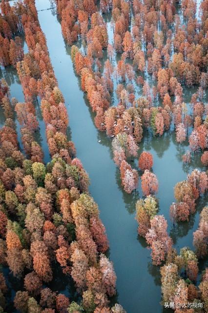 南京池杉湖5万株红杉染透湖面，珍稀鸟类扎堆，错过等一年