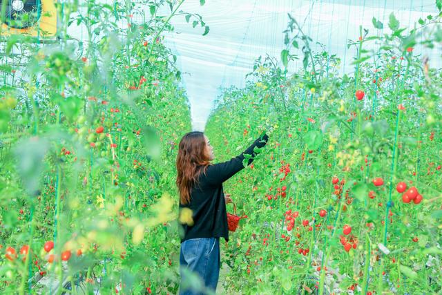 春日限定CP！高岭文化村「油菜花+小番茄」双倍甜蜜来袭！