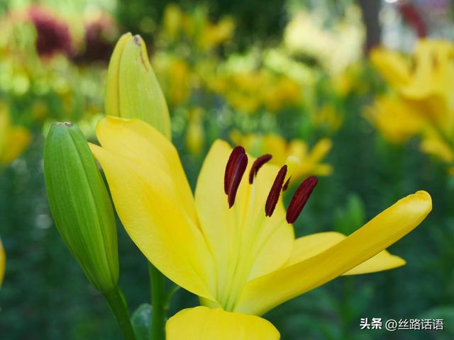 图集丨山丹：百合盛开，许你一个浪漫盛夏！