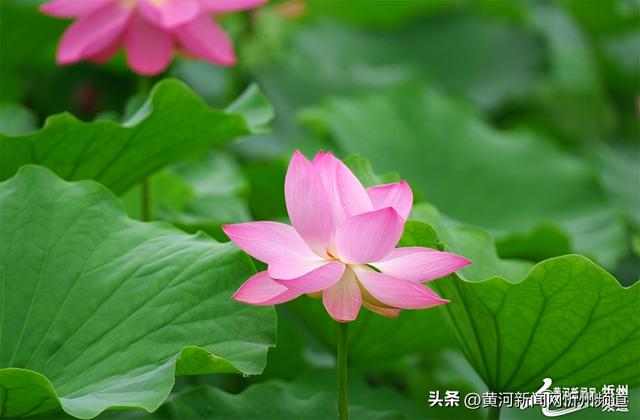 “荷”你邂逅！云中河景区荷花盛开