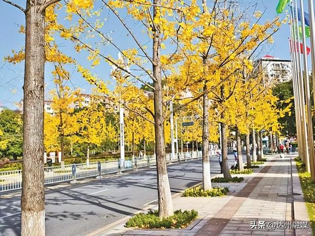 听，达州的银杏在落诗~