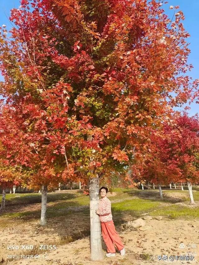 丹枫映秋，枫彩满楼｜申艳娟