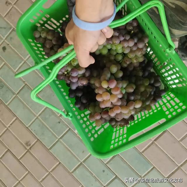邂逅秦皇岛百年葡萄树，逛酒庄、品红酒、宿葡园，开启“藤”下慢时光！