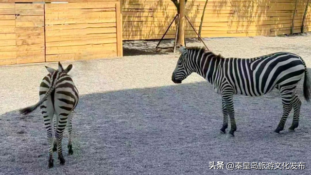 2025年度盘点（旅游篇）：新质生产力赋能全国滨海旅游目的地建设