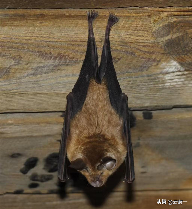 “尼帕病毒”来势汹汹，建议：每家备好5样东西	，关键时刻能救命