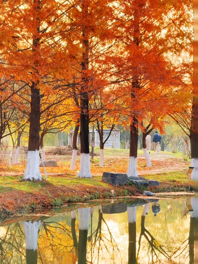 西安城区4个绝美秋景打卡地！