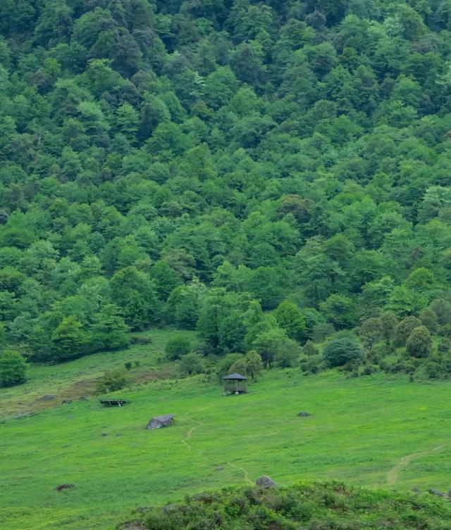 绿意+山林+森呼吸，在黑竹沟景区，慢享夏日山林趣～