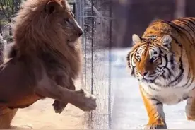 老虎和狮子谁才是百兽之王，把老虎放到非洲，能称霸草原吗图片