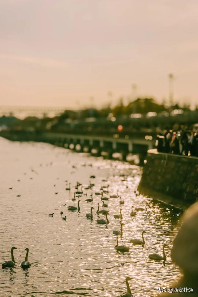 西安出发当日往返，天鹅湖游玩全攻略！