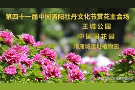 清明小长假，带着家人来洛阳三大公园赏牡丹吧！图片