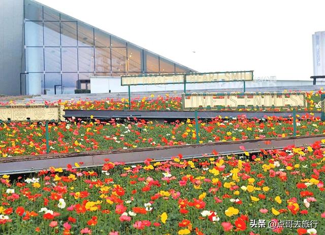 成都最美的虞美人花开了，美丽又壮观，给人震撼的视觉冲击力！