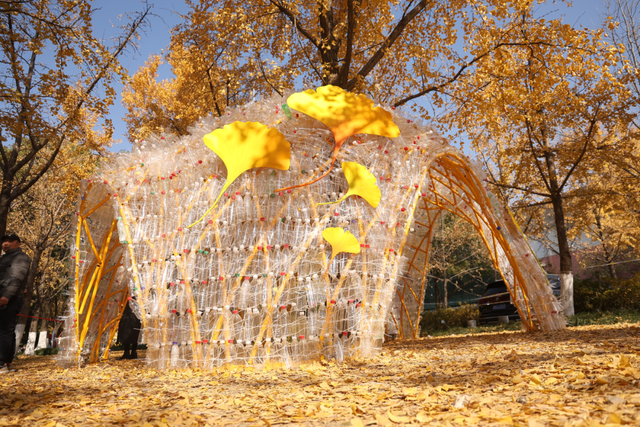 没扫的落叶，都去哪儿了？拱墅这片银杏林靠它火了