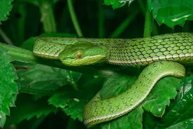 一口气看完，中国最毒毒蛇天花板排名，五步蛇也只能屈居第3图片