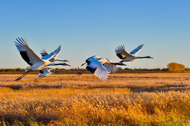 候鸟为信，赴一场鄱阳湖的秋日之约：吴城观鸟漫步指南