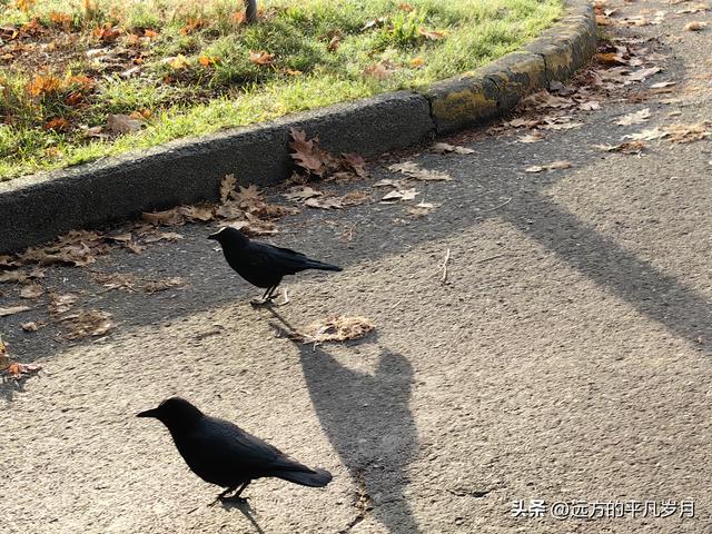 温哥华游记（四）