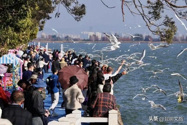 昆明人私藏观鸥地图+观杏!滴滴6折立减35元打车券直接薅