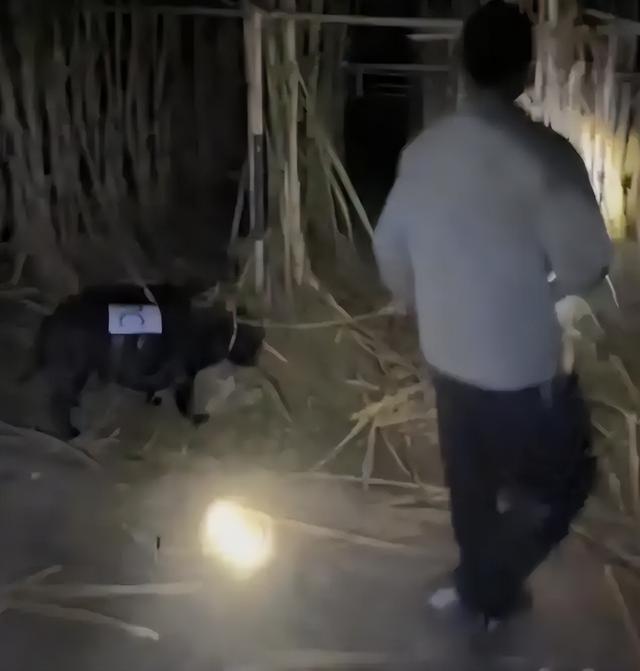 爆火全国的“偷甘蔗”，又是浙江人想出来的！橙柿专访“第一发明人”