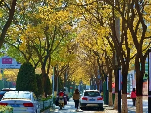 【联动宣传】秋日定西，金色相逢｜寻找陇中最美黄叶打卡地