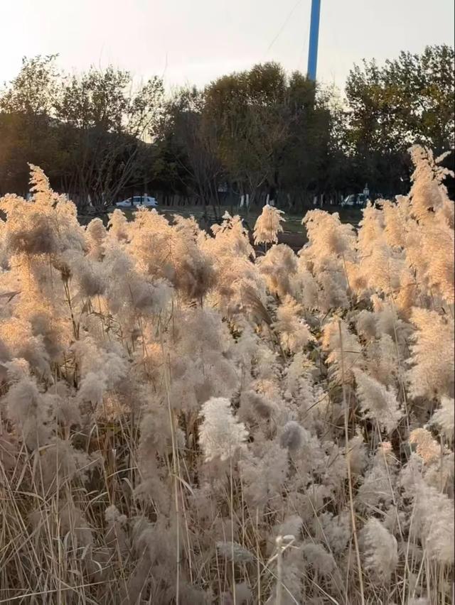 芦花飞雪！比人高+多机位！青岛氛围感芦苇荡初冬打卡地