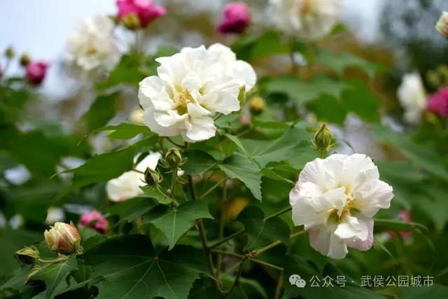 天府芙蓉园花开烂漫，邀请你来一场和秋天的浪漫约会