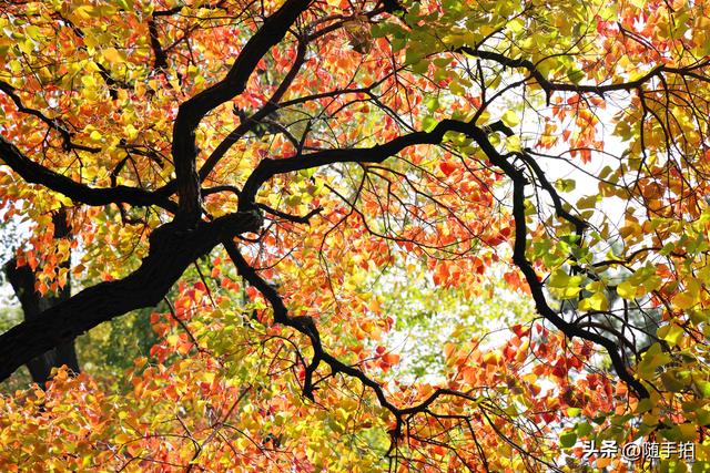 秋色绚烂，上海闵行红园乌桕色彩斑斓梦幻如画