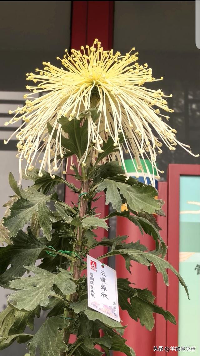 秋风独宠一园菊，晚来香艳出樊篱——北京北海公园2025年菊花展