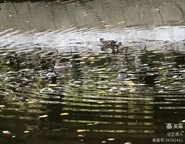 兆麟公园看鸳鸯戏水