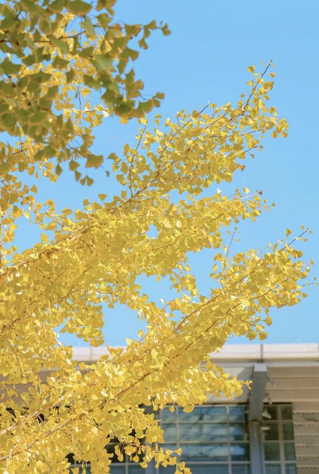 无锡这条路，又火了！