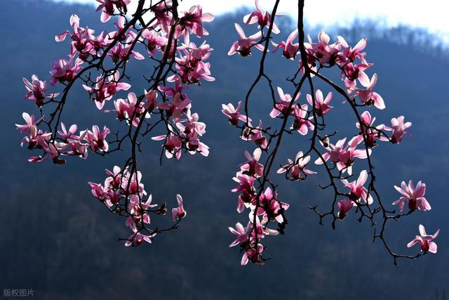 正花期！安徽万亩樱花万亩野生玉兰花，这两地没门票，正好两日游