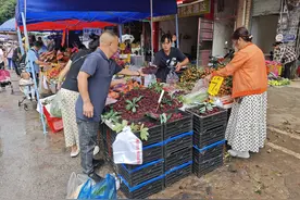 享受“梅”好时光 今年本地杨梅味甜价平图片