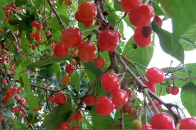 打算去摘樱桃的看这里！图片