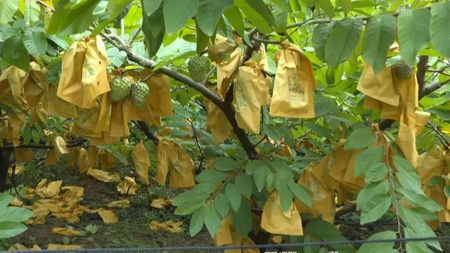 一起来肇庆摘果果！GO、GO、GO……