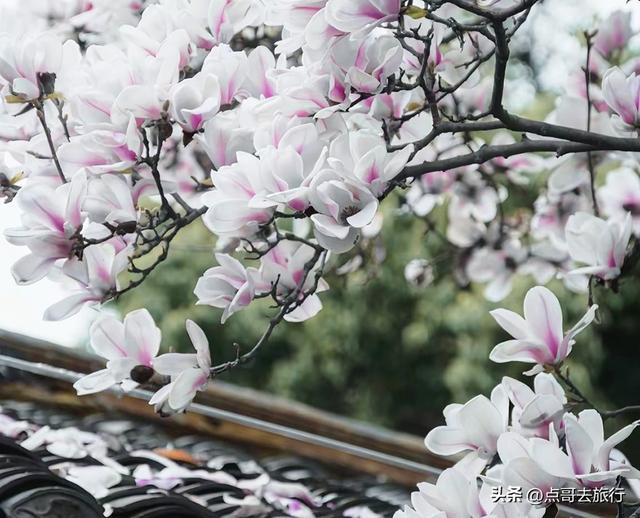 成都市区最美玉兰花开了，寺庙公园惊艳的美，这3处都不要门票！