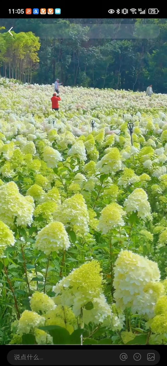 抚海花屿，撞入燃爆了的绣球花海
