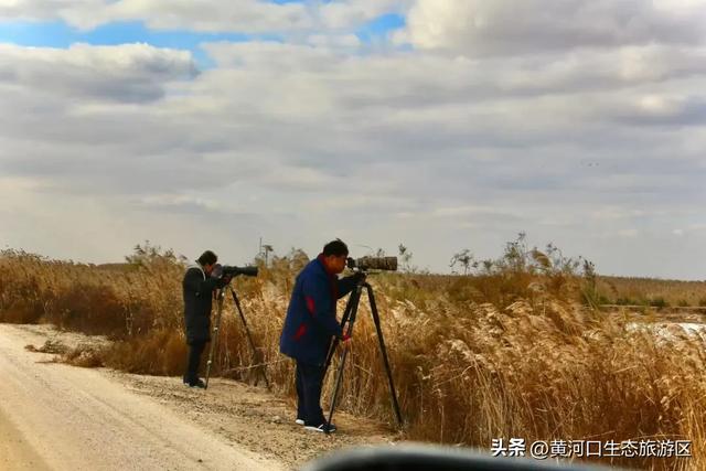 【黄河口生态旅游区】黄河口最美观鸟季已上线,赏鸟正当时!快来邂逅候鸟之约吧!