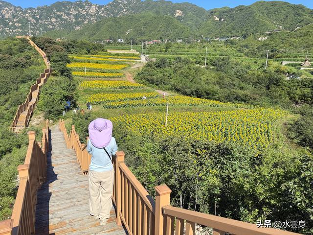 🌻【昌平区溜石港村高山梯田向日葵花海旅游攻略】🌻