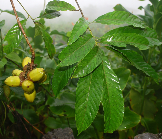 首次发现仅3株，25年云南又发现2株	，网友：不稀奇，老家遍地都是