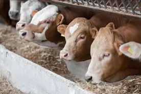 猪饲料可以让牛吃吗？牛吃了猪饲料之后长得快吗？看完就知道了！图片