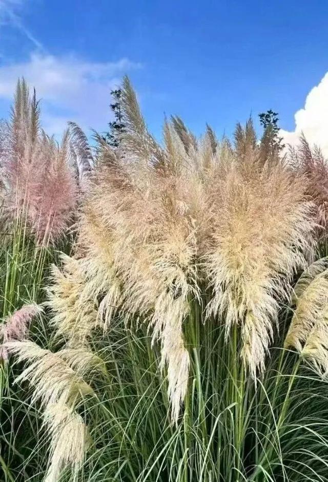 刷爆朋友圈的昆明蒲苇，原来都藏在昆明这些地方~