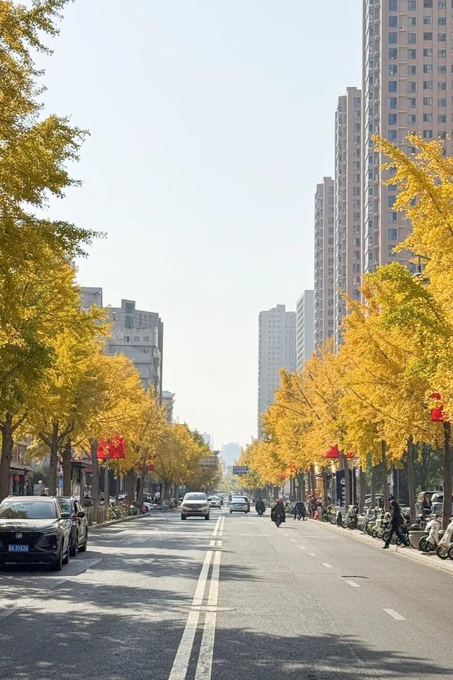 太原市迎泽区：金秋迎泽｜银杏绘就的时光画卷