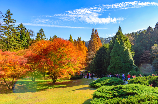 六重优惠！超多活动！庐山赏枫季开启！