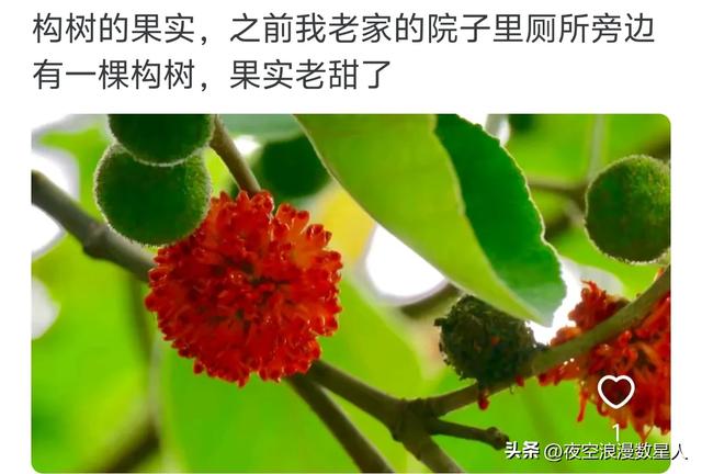 原来水果也会被时代淘汰，网友:真是活久见，有些还是防晕车神器