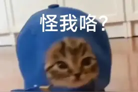 猫猫表情包：萌化你的心图片