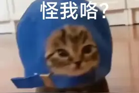 猫猫表情包：萌化你的心图片