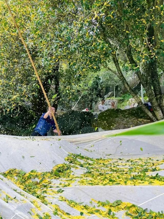 重阳登高何处去？安溪邀您赏花踏秋，解锁「茶山+云海」双景模式