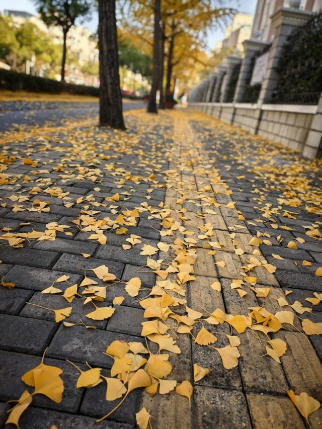 这“落叶不扫”究竟是谁提出来的？实在太过分啦！