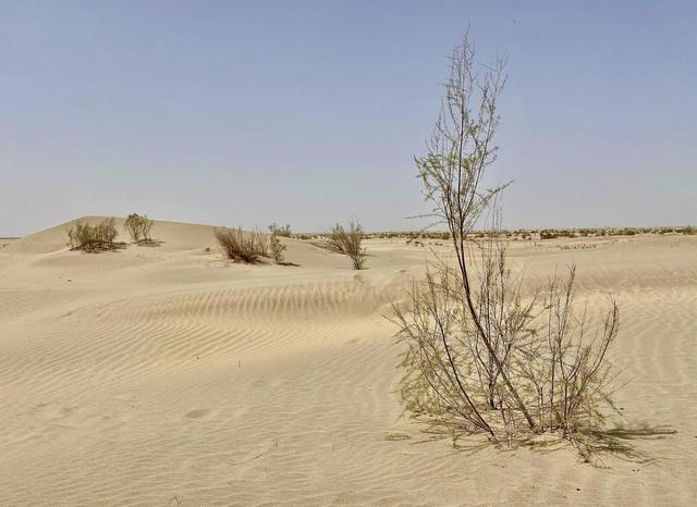 月薪8000留不住人，牧民靠万亩草场维生，新疆的上限下限超乎想象