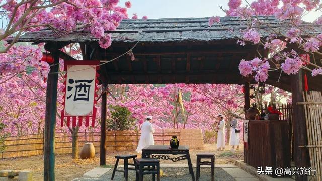 新会大泽绿美生态园太梦幻了，6000株紫花风铃开成童话花海